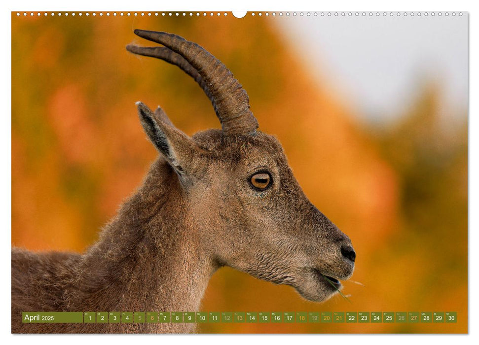 Steinböcke am Niederhorn (CALVENDO Wandkalender 2025)