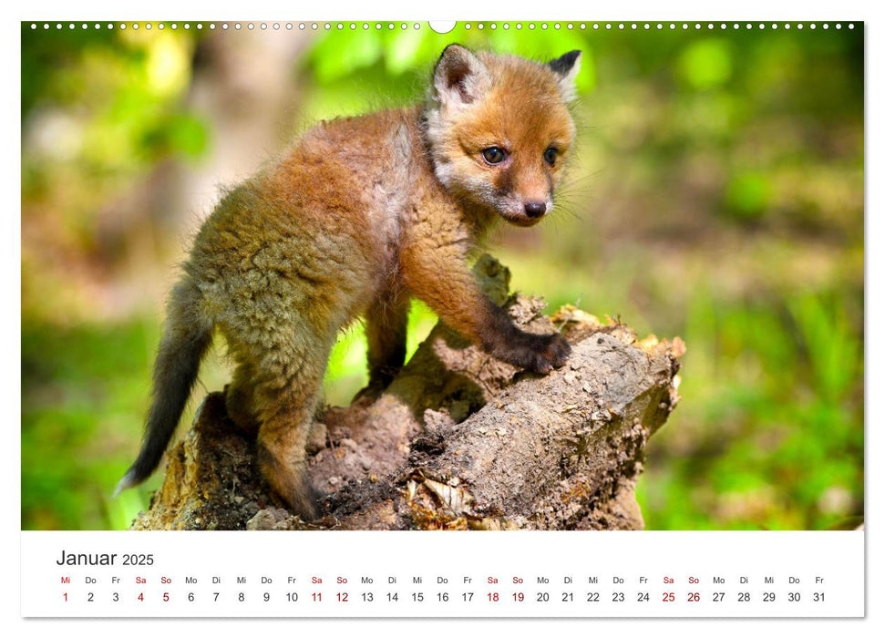 Junge Füchse - Verspielte Neugierde. (CALVENDO Wandkalender 2025)