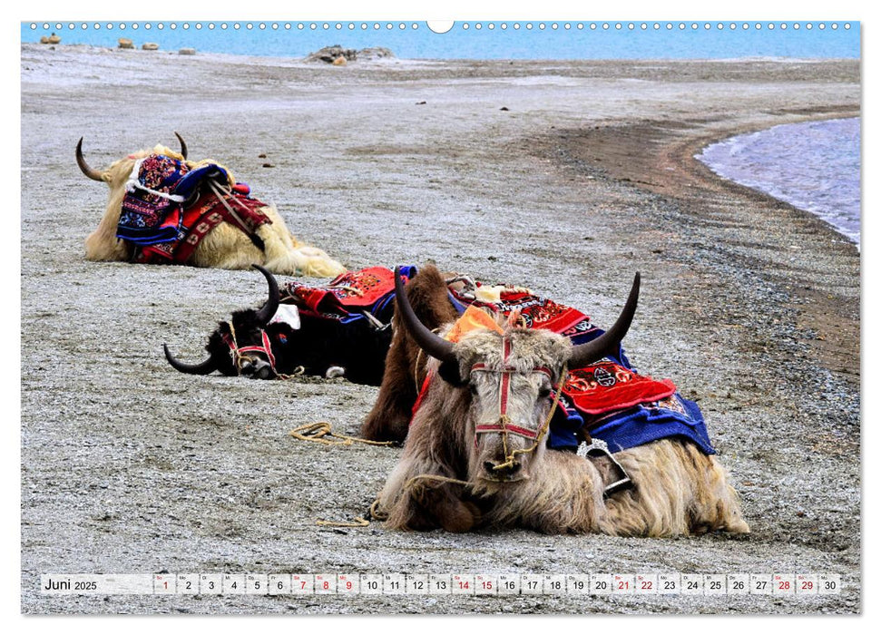 Yaks - auf steinigen Pfaden (CALVENDO Wandkalender 2025)