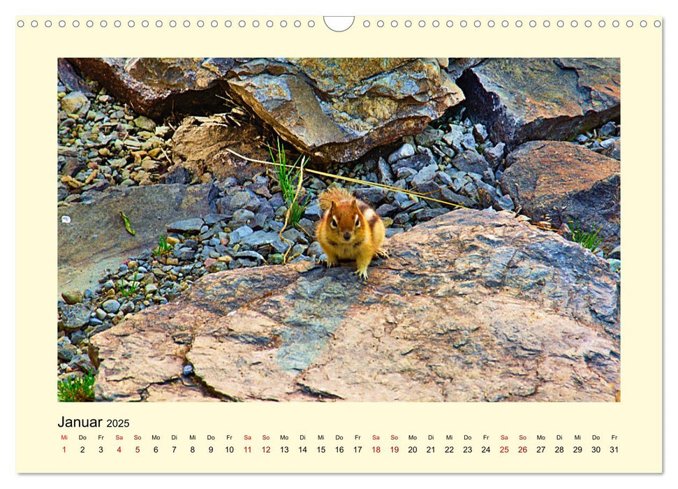 Wild, aber knuffig! (CALVENDO Wandkalender 2025)