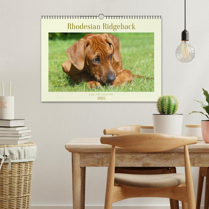 Rhodesian Ridgeback - Jung, wild, zuckersüß (CALVENDO Wandkalender 2025)