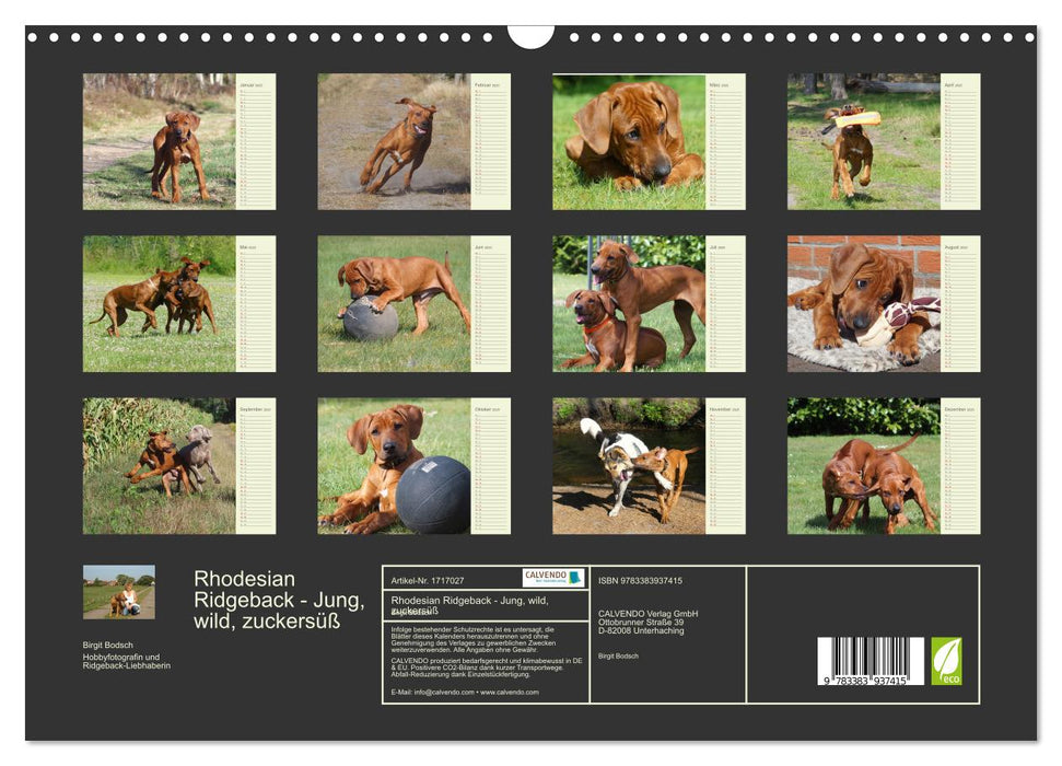 Rhodesian Ridgeback - Jung, wild, zuckersüß (CALVENDO Wandkalender 2025)