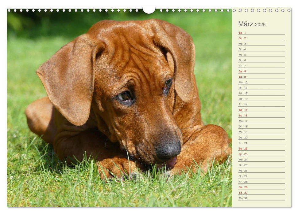 Rhodesian Ridgeback - Jung, wild, zuckersüß (CALVENDO Wandkalender 2025)