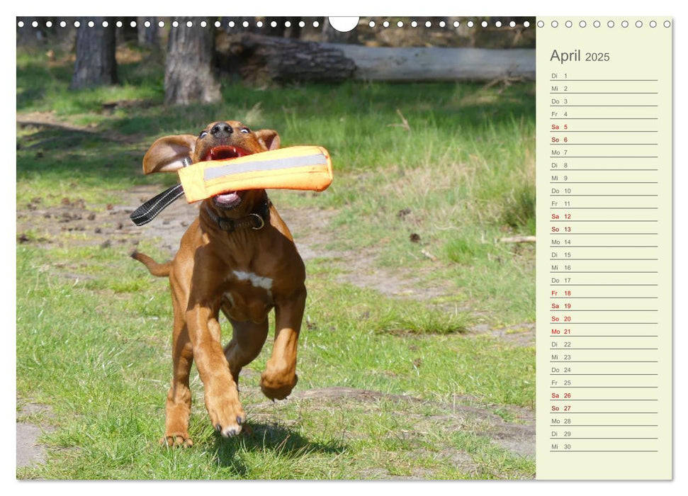 Rhodesian Ridgeback - Jung, wild, zuckersüß (CALVENDO Wandkalender 2025)