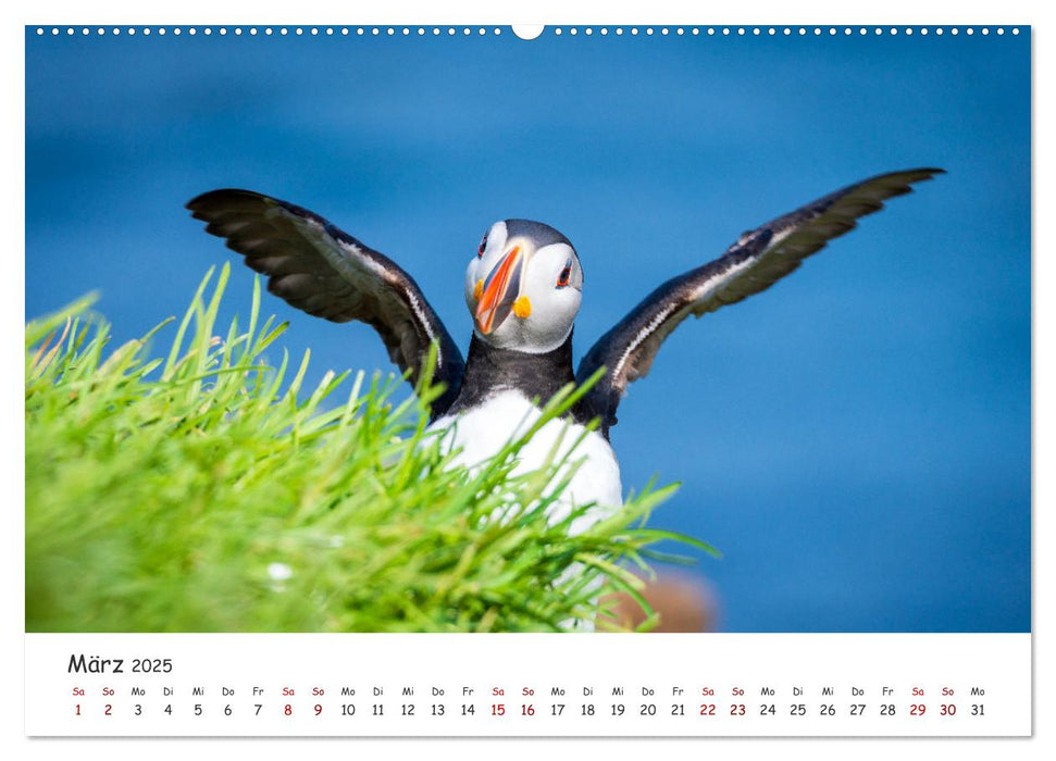 Die Welt der Papageientaucher - Islands Wildvögel (CALVENDO Wandkalender 2025)