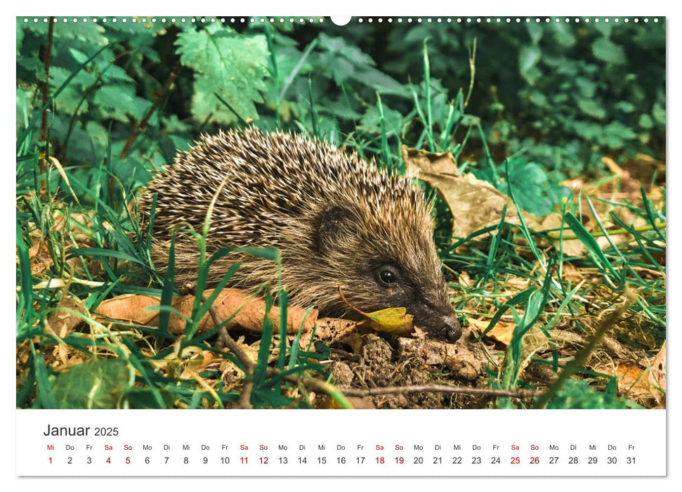 Igel - Niedliche kleine Stachelritter (CALVENDO Wandkalender 2025)