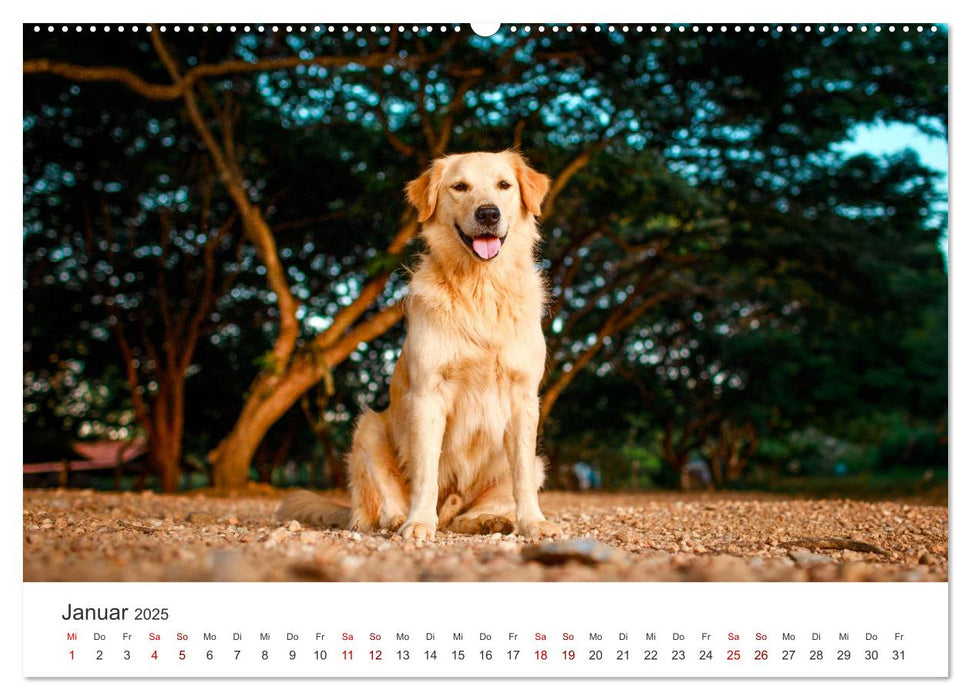 Golden Retriever - Die treuen Begleiter. (CALVENDO Premium Wandkalender 2025)