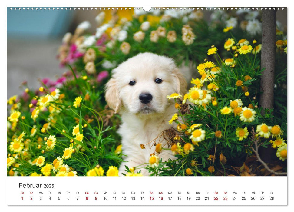 Golden Retriever - Die treuen Begleiter. (CALVENDO Premium Wandkalender 2025)