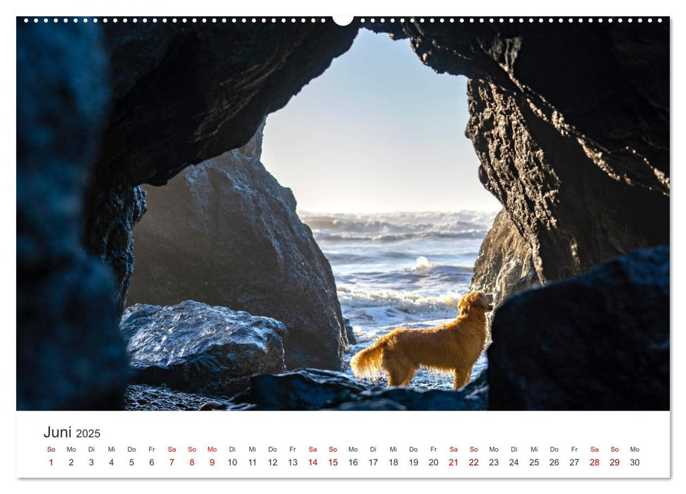 Golden Retriever - Die treuen Begleiter. (CALVENDO Premium Wandkalender 2025)