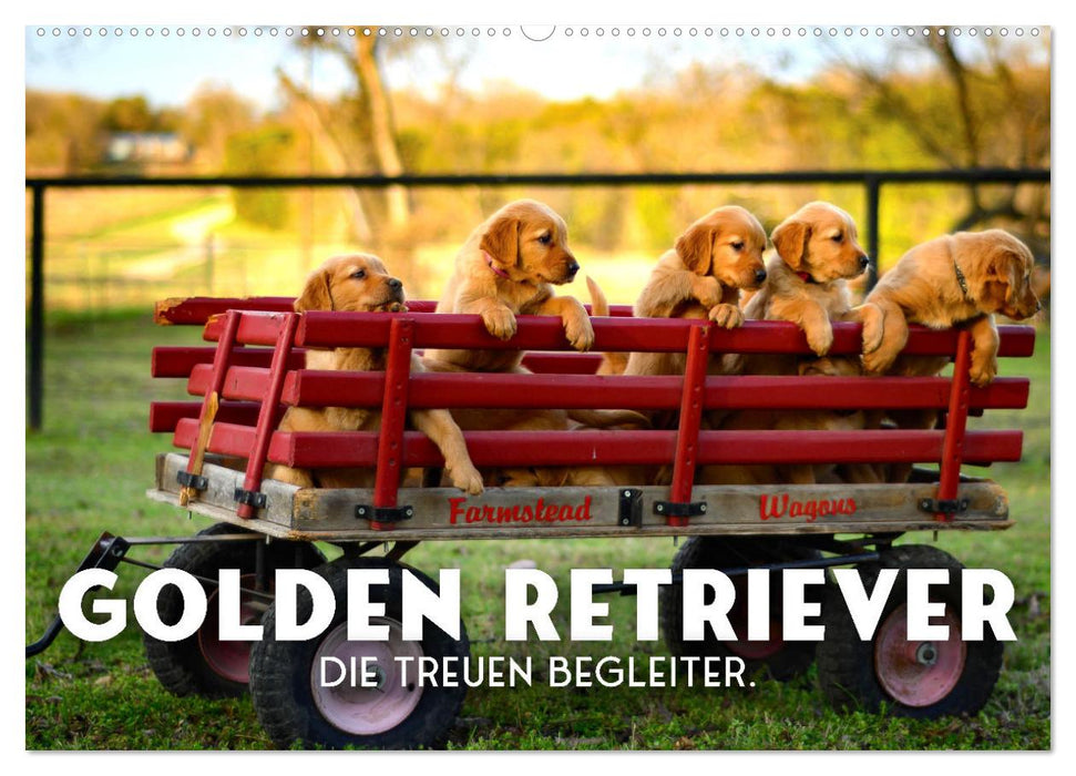 Golden Retriever - Die treuen Begleiter. (CALVENDO Wandkalender 2025)