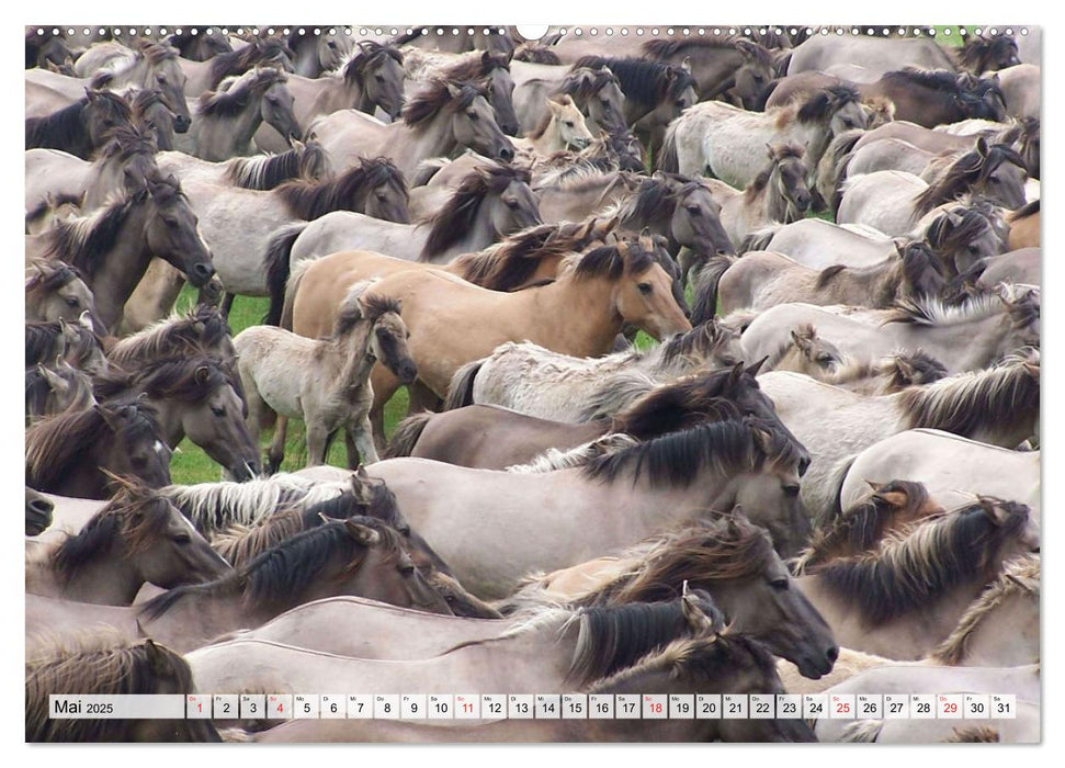 Dülmener Pferde, wild und schön (CALVENDO Wandkalender 2025)