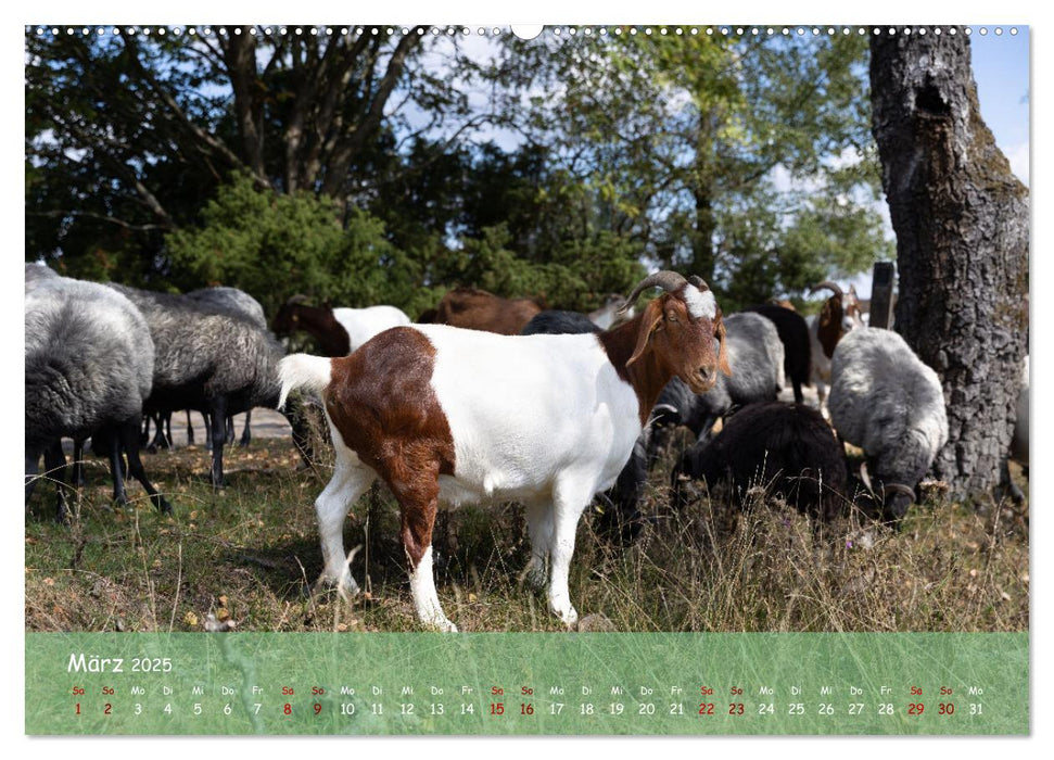 Im Herzen der Lüneburger Heide (CALVENDO Premium Wandkalender 2025)