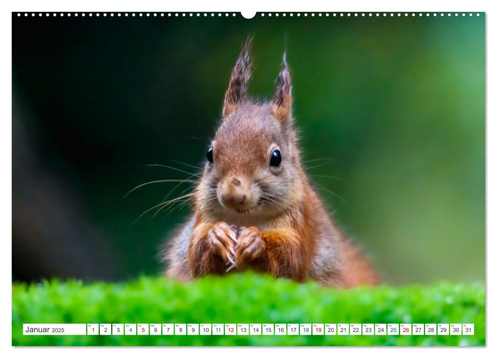 Ein Jahr voller Hörnchen (CALVENDO Premium Wandkalender 2025)