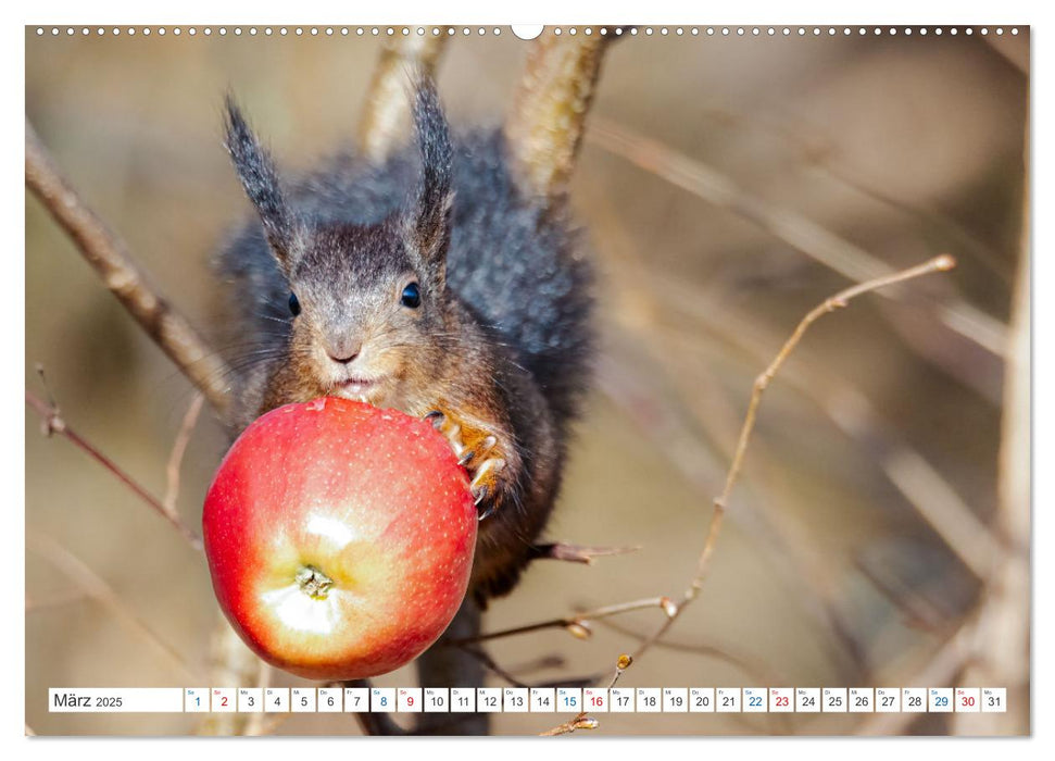 Ein Jahr voller Hörnchen (CALVENDO Premium Wandkalender 2025)