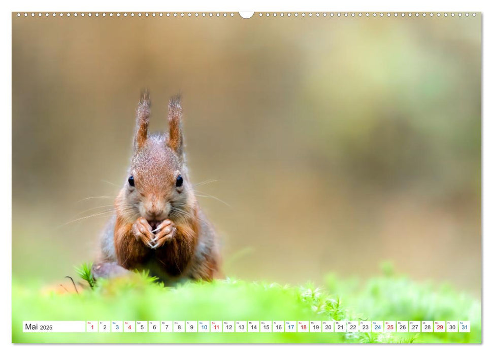 Ein Jahr voller Hörnchen (CALVENDO Premium Wandkalender 2025)