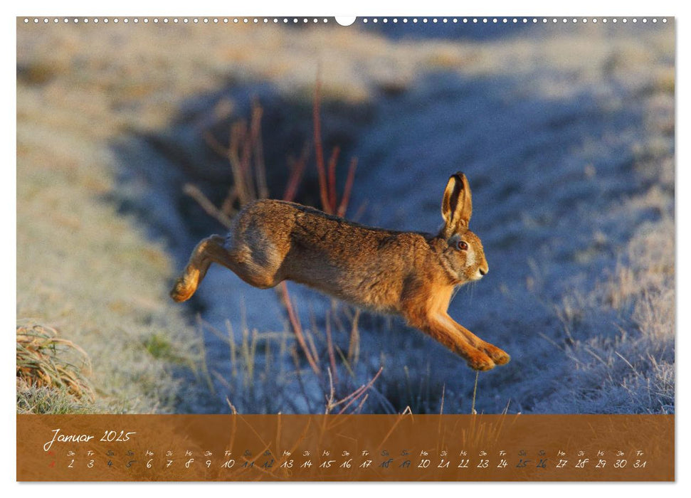 Feldhasen in Höchstform (CALVENDO Premium Wandkalender 2025)