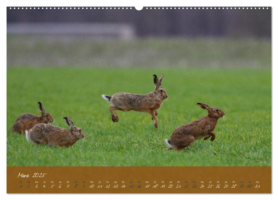 Feldhasen in Höchstform (CALVENDO Premium Wandkalender 2025)