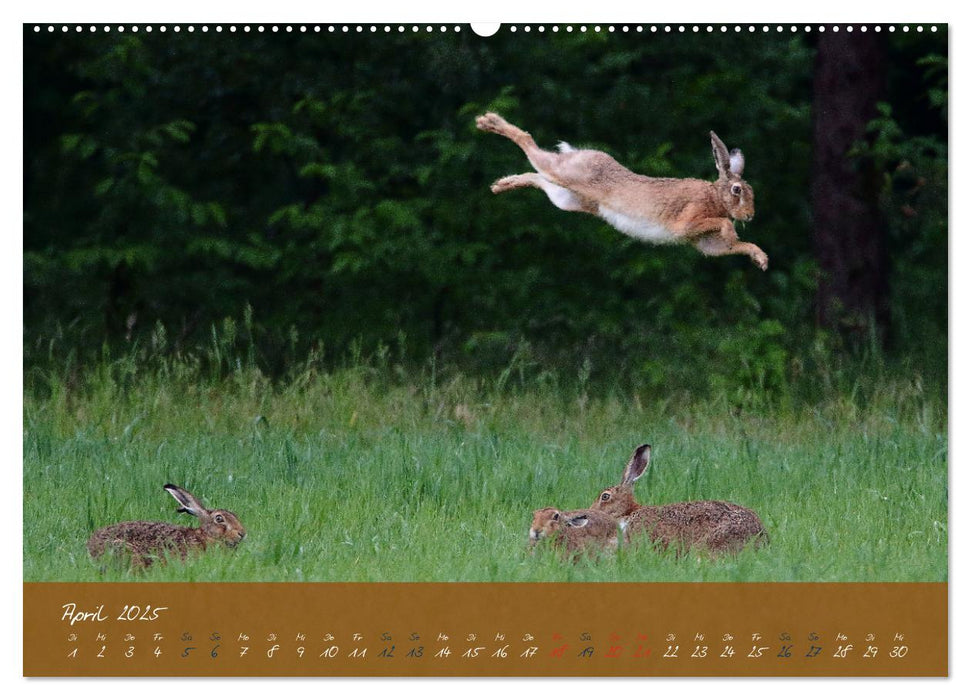 Feldhasen in Höchstform (CALVENDO Premium Wandkalender 2025)