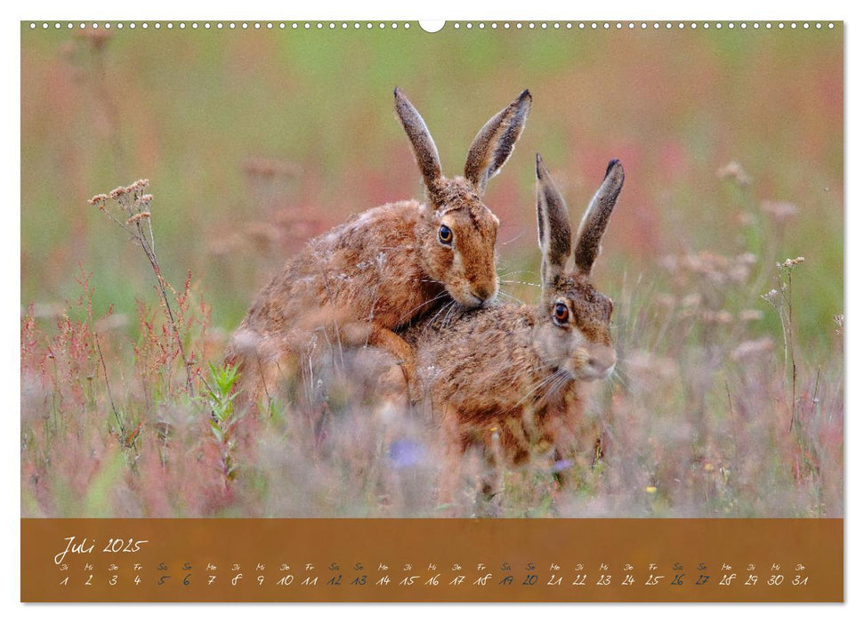 Feldhasen in Höchstform (CALVENDO Premium Wandkalender 2025)