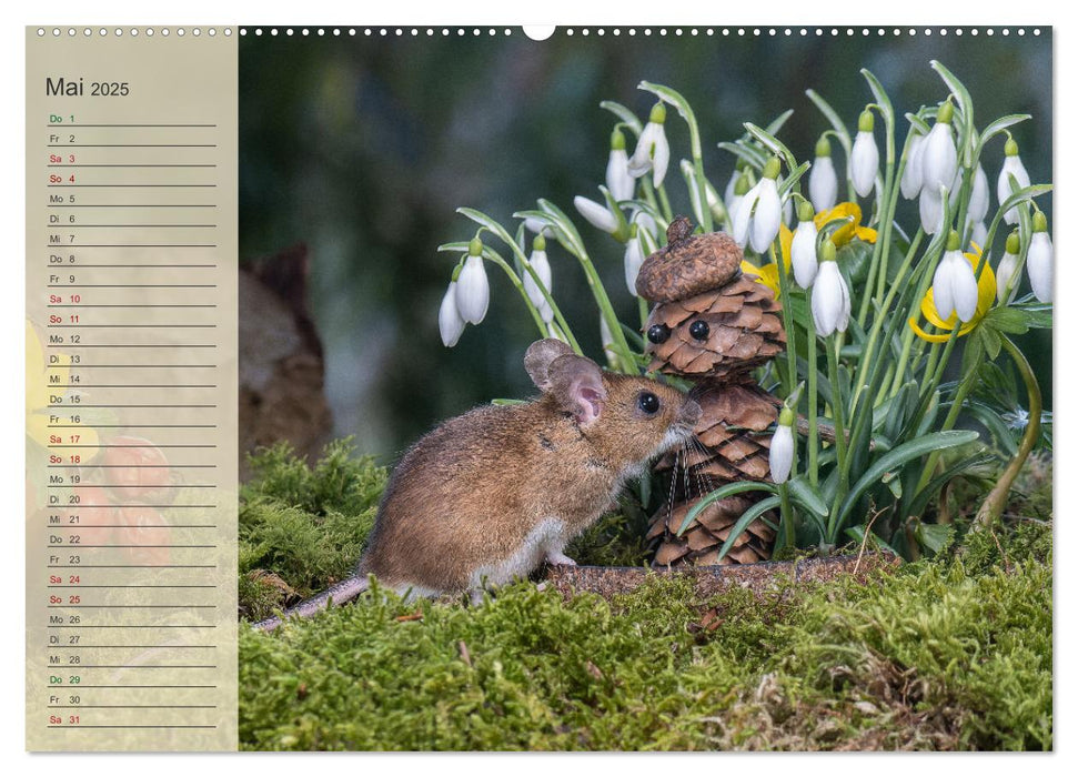 Mausis Zapfenfreunde (CALVENDO Premium Wandkalender 2025)