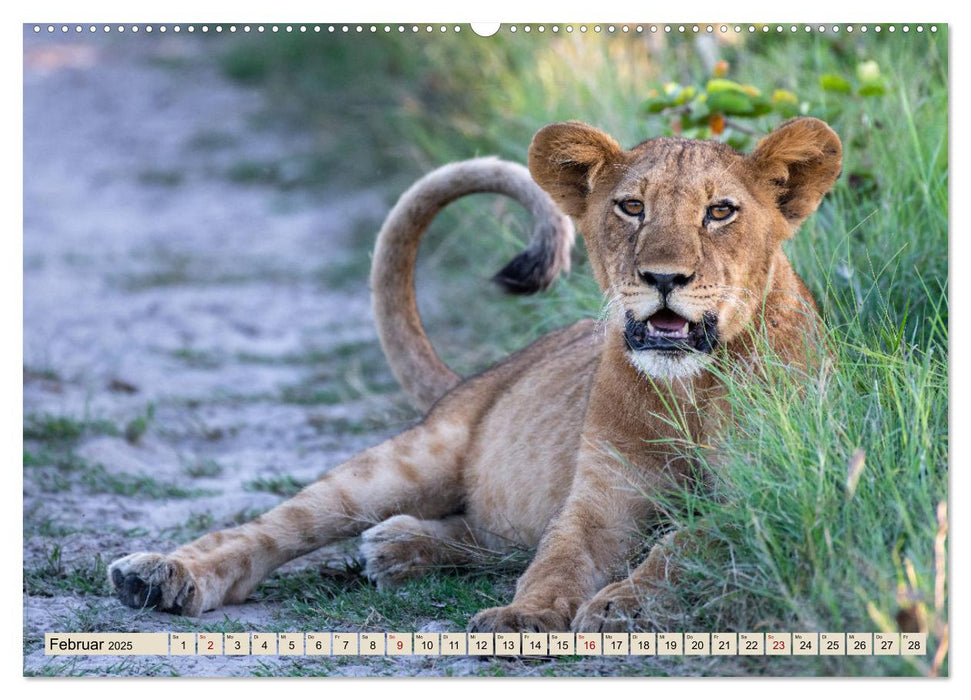 Wildes Okavangodelta (CALVENDO Premium Wandkalender 2025)