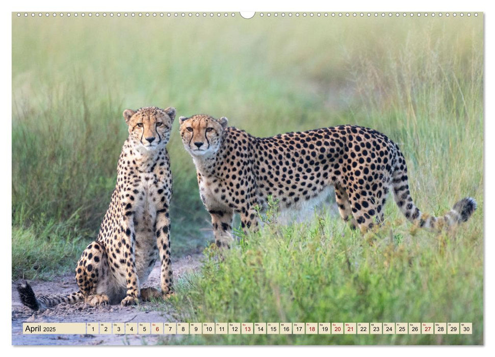 Wildes Okavangodelta (CALVENDO Premium Wandkalender 2025)