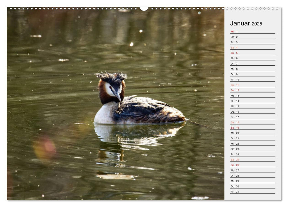 Der Steinertsee (CALVENDO Premium Wandkalender 2025)