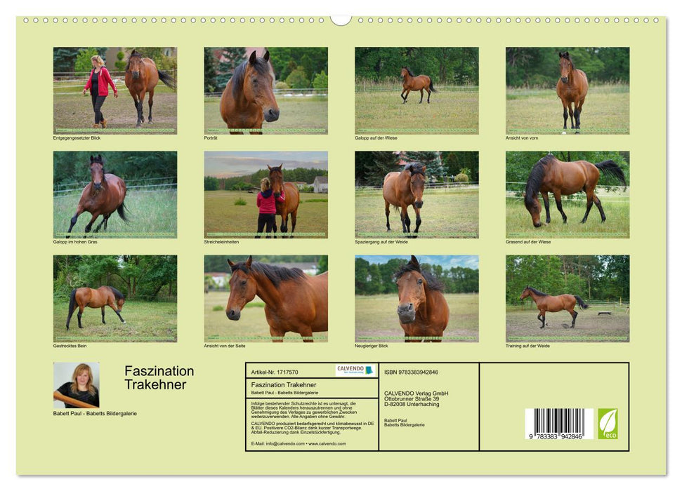 Faszination Trakehner (CALVENDO Premium Wandkalender 2025)