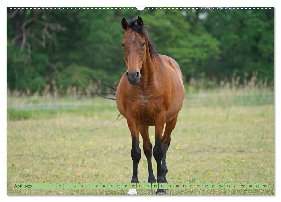 Faszination Trakehner (CALVENDO Premium Wandkalender 2025)