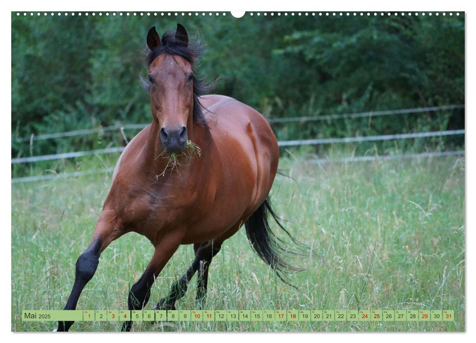 Faszination Trakehner (CALVENDO Premium Wandkalender 2025)