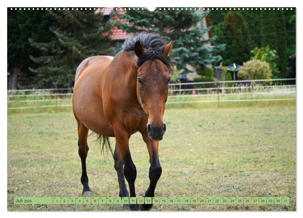 Faszination Trakehner (CALVENDO Premium Wandkalender 2025)