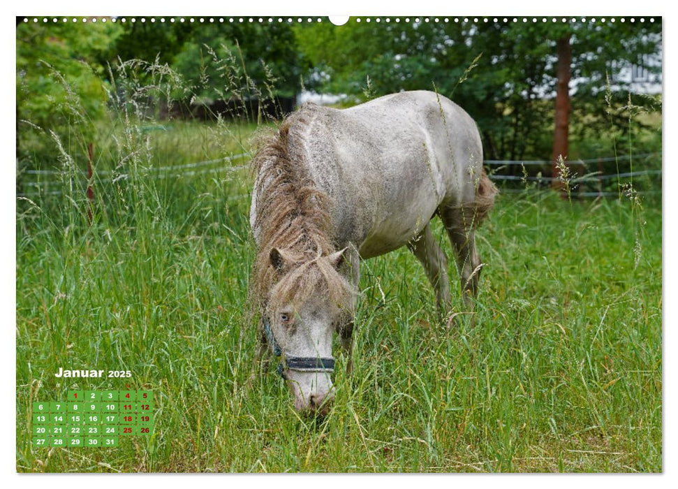 Faszination Shetlandpony (CALVENDO Premium Wandkalender 2025)