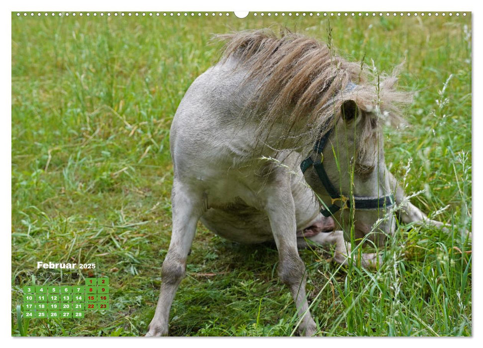 Faszination Shetlandpony (CALVENDO Premium Wandkalender 2025)