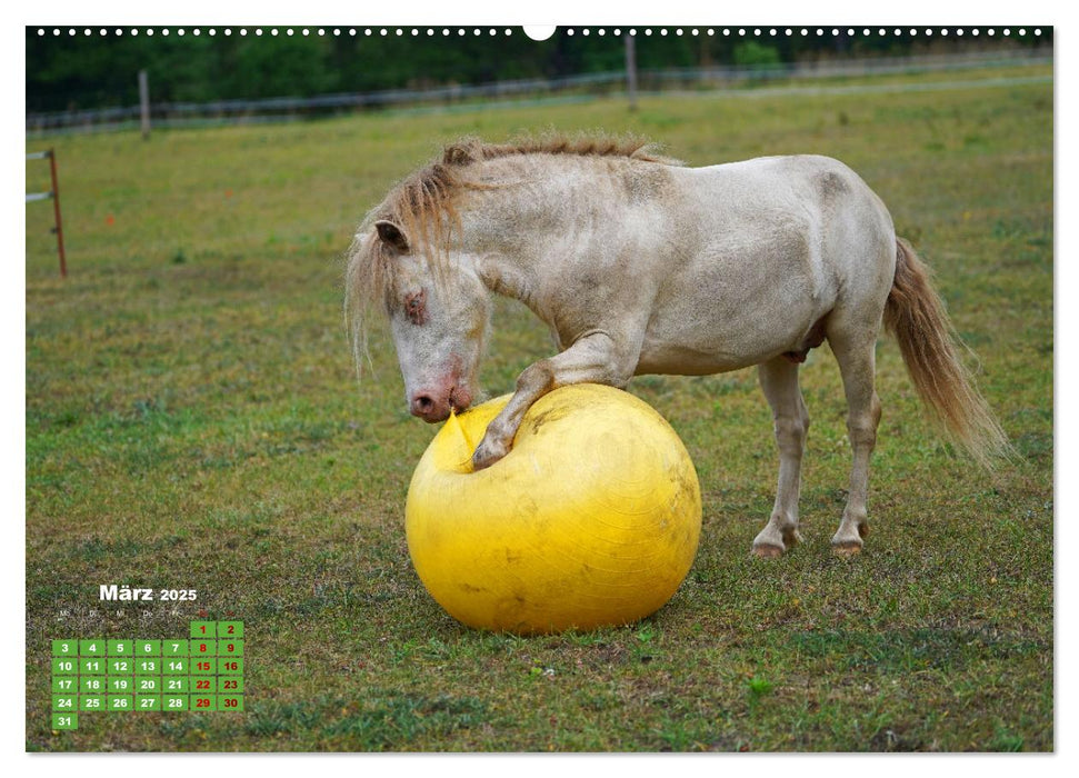 Faszination Shetlandpony (CALVENDO Premium Wandkalender 2025)