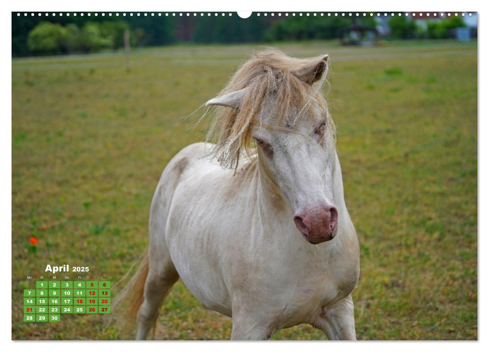 Faszination Shetlandpony (CALVENDO Premium Wandkalender 2025)