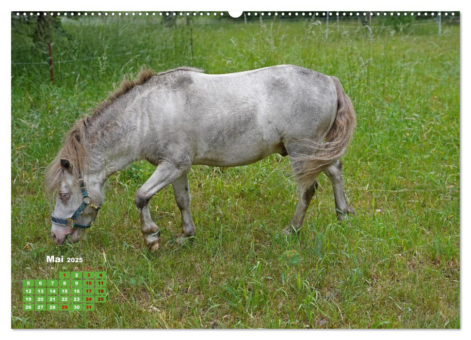 Faszination Shetlandpony (CALVENDO Premium Wandkalender 2025)