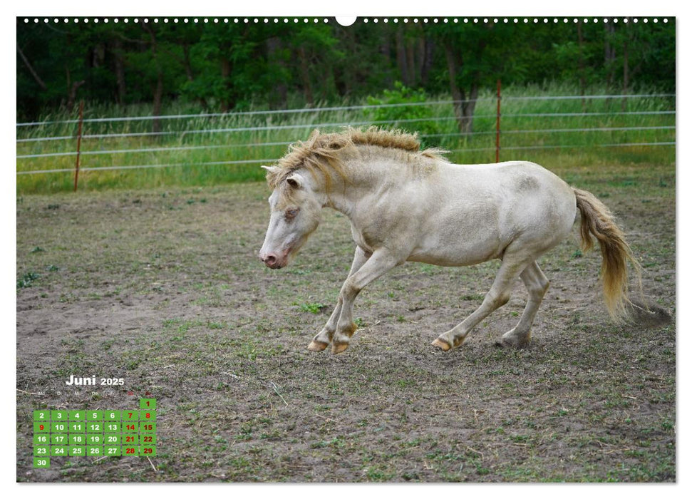 Faszination Shetlandpony (CALVENDO Premium Wandkalender 2025)