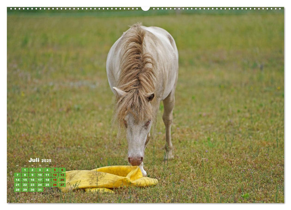 Faszination Shetlandpony (CALVENDO Premium Wandkalender 2025)