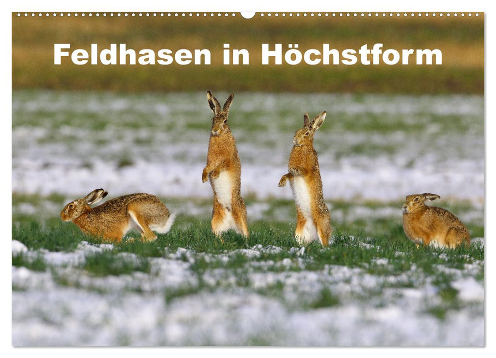 Feldhasen in Höchstform (CALVENDO Wandkalender 2025)