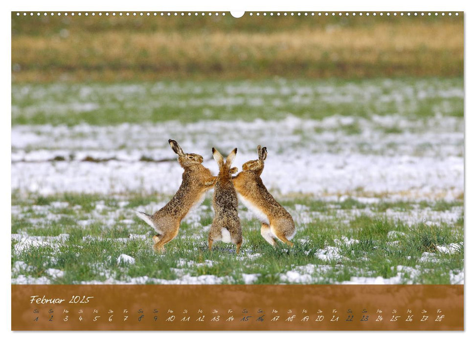 Feldhasen in Höchstform (CALVENDO Wandkalender 2025)