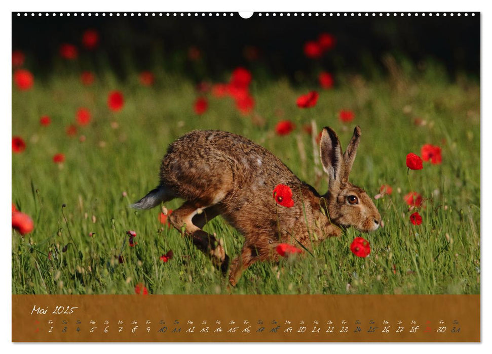 Feldhasen in Höchstform (CALVENDO Wandkalender 2025)