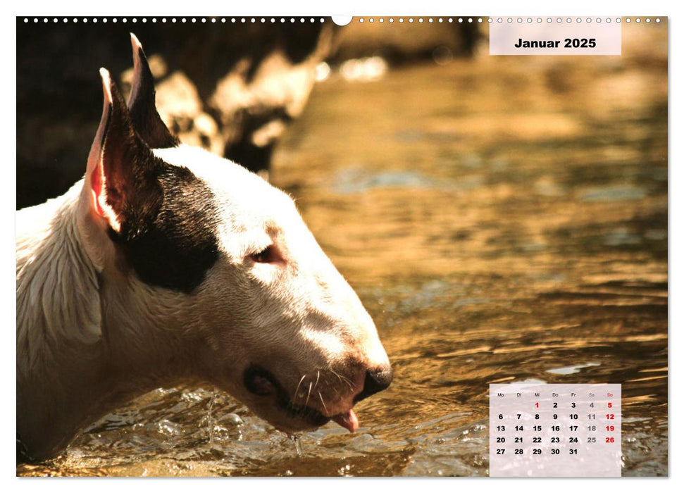 Bullterrier. Freudiges Wesen und Charakter (CALVENDO Premium Wandkalender 2025)