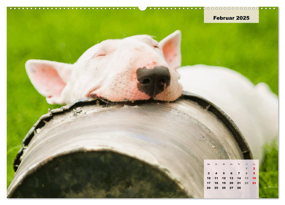 Bullterrier. Freudiges Wesen und Charakter (CALVENDO Premium Wandkalender 2025)