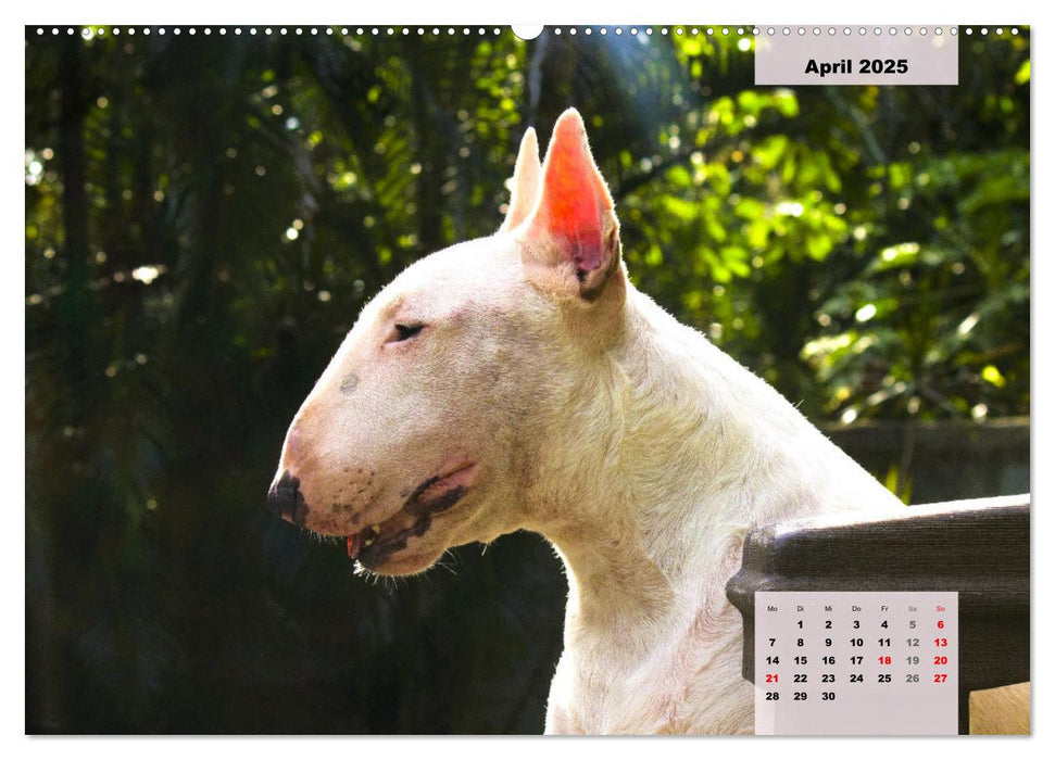 Bullterrier. Freudiges Wesen und Charakter (CALVENDO Premium Wandkalender 2025)