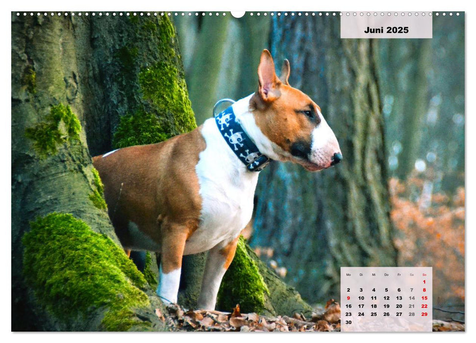 Bullterrier. Freudiges Wesen und Charakter (CALVENDO Premium Wandkalender 2025)