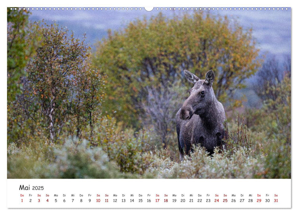 Der Elch - König der skandinavischen Wälder (CALVENDO Premium Wandkalender 2025)