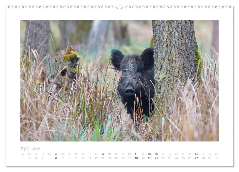 Wildschweine – Wildlife Fotografien (CALVENDO Premium Wandkalender 2025)