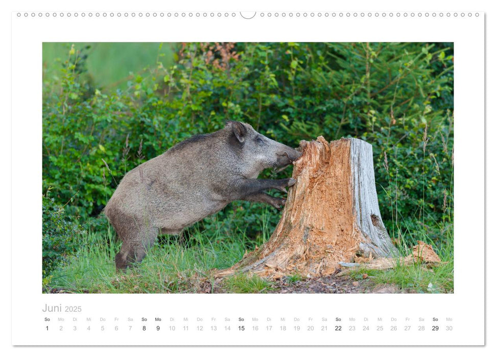 Wildschweine – Wildlife Fotografien (CALVENDO Premium Wandkalender 2025)