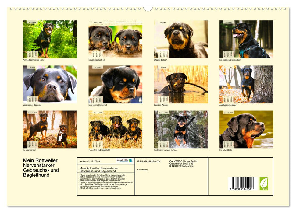 Mein Rottweiler. Nervenstarker Gebrauchs- und Begleithund (CALVENDO Premium Wandkalender 2025)