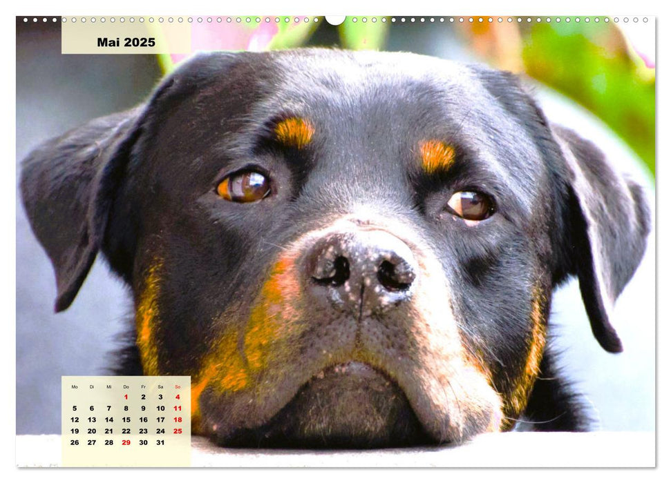 Mein Rottweiler. Nervenstarker Gebrauchs- und Begleithund (CALVENDO Premium Wandkalender 2025)